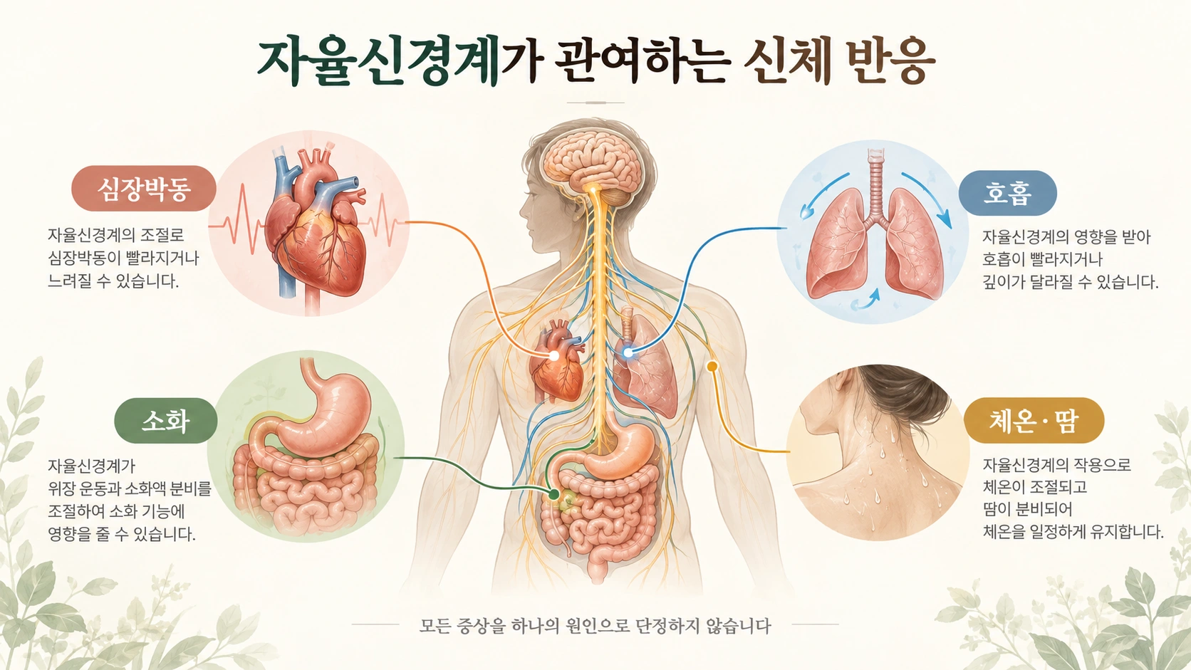 심장박동 호흡 소화 체온과 땀에 관여하는 자율신경계의 개념도